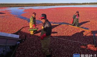 蔓越莓在中国叫什么 蔓越莓在中国叫什么