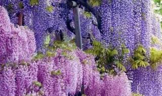 紫藤萝瀑布课堂笔记